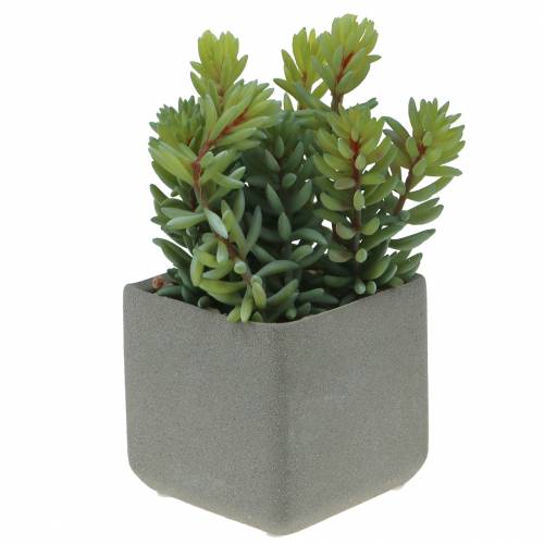 Floristik24 Succulent snake sedum in pot H16cm