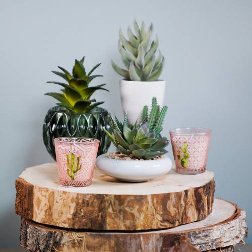 Floristik24 Succulent in pot 17cm green