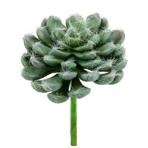 Floristik24 Succulent green Ø8,5cm L13cm