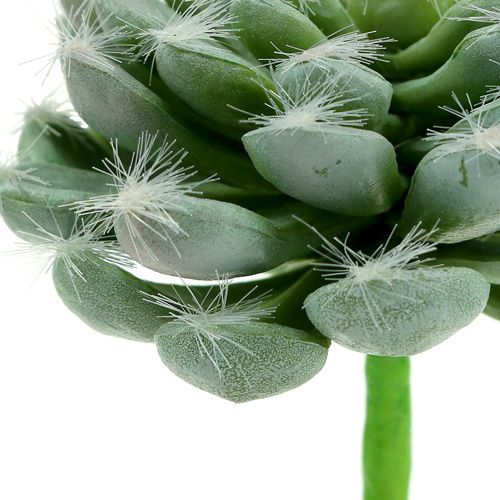 Floristik24 Succulent green Ø8,5cm L13cm