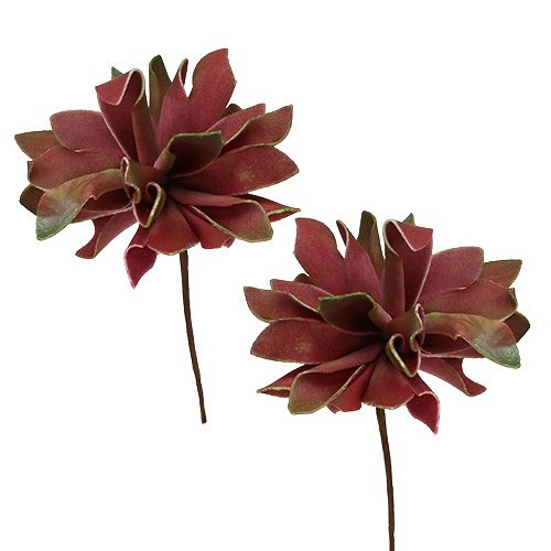 Floristik24 Succulents dark red Ø10cm 12pcs