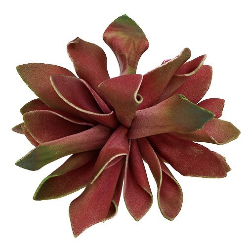 Floristik24 Succulents dark red Ø10cm 12pcs