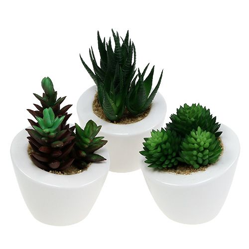 Floristik24 Succulent mix in a pot 9cm - 11cm 3pcs