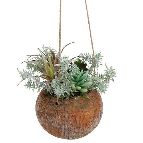 Floristik24 Succulent green in a pot to hang 24cm