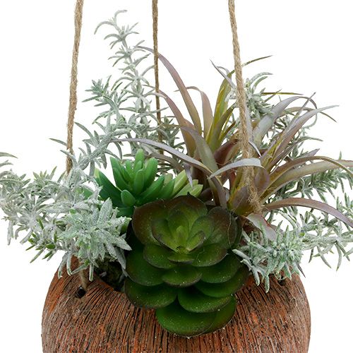 Floristik24 Succulent green in a pot to hang 24cm