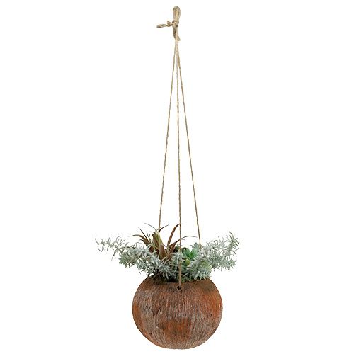 Floristik24 Succulent green in a pot to hang 24cm