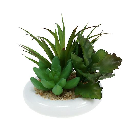 Floristik24 Succulents in a ceramic pot Ø12cm