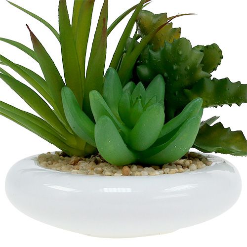 Floristik24 Succulents in a ceramic pot Ø12cm
