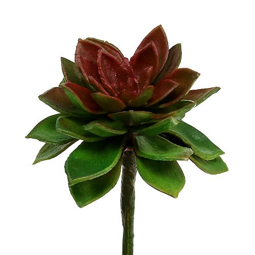Product Succulent stone rose 6cm green 6pcs