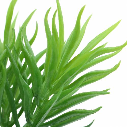Floristik24 Succulent Senecio Ragwort Green 20cm