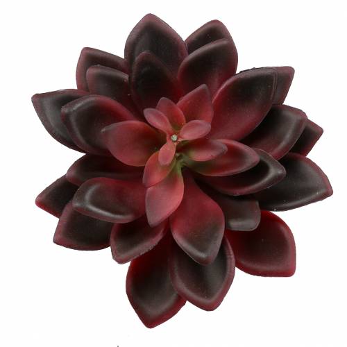 Floristik24 Succulent Houseleek Burgundy 12cm