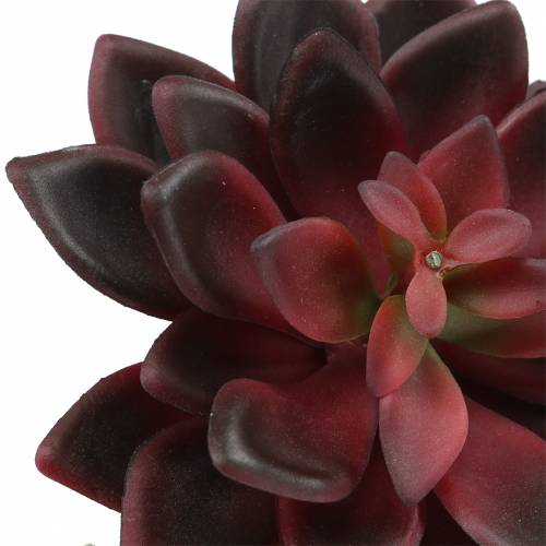 Floristik24 Succulent Houseleek Burgundy 12cm