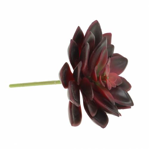 Floristik24 Succulent Houseleek Burgundy 12cm