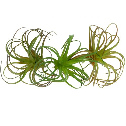 Floristik24 Tillandsia assorted 8cm 3pcs