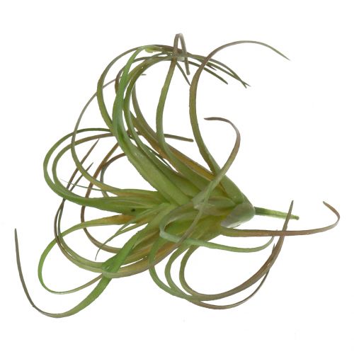 Floristik24 Tillandsia assorted 8cm 3pcs