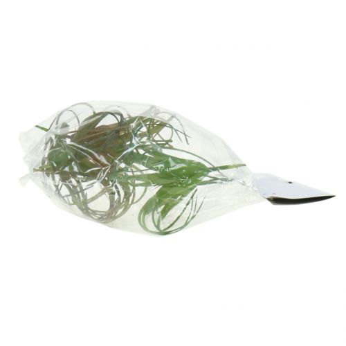Floristik24 Tillandsia assorted 8cm 3pcs