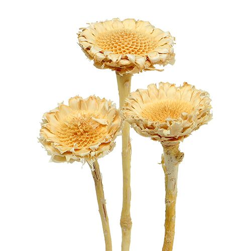 Product Susanne Rosette bleached 25 pcs