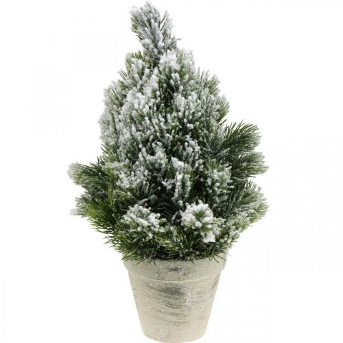 Floristik24 Mini Christmas tree in a pot artificially snowed Ø18cm H32cm