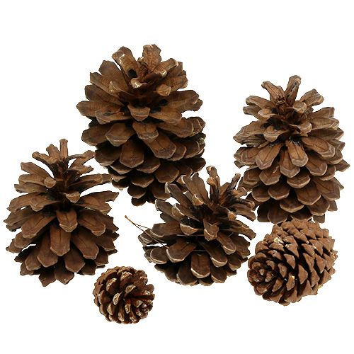 Floristik24 Pine cone mix large 14kg