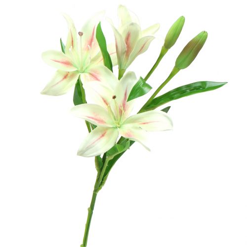 Product Tiger Lily Cream 60cm