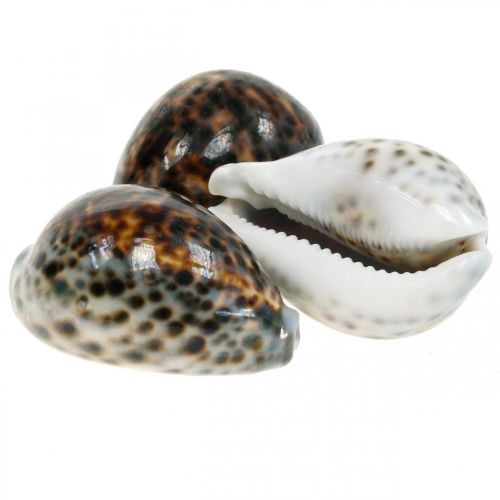 Floristik24 Cypraea tigris tiger snail natural 7cm - 8cm 11 pcs