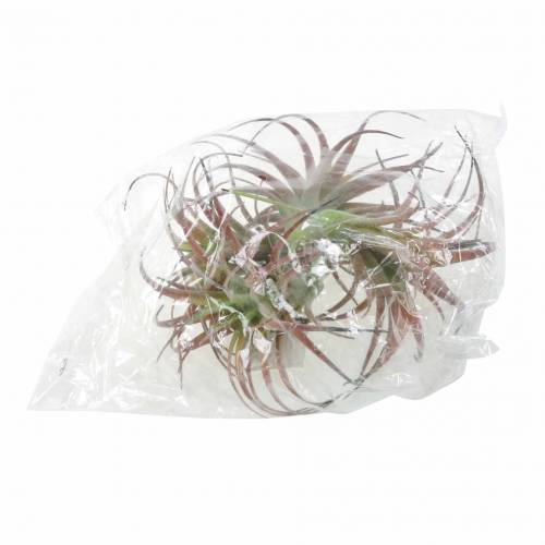 Floristik24 Tillandsia green-red flocked 15cm 4pcs