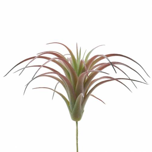 Floristik24 Tillandsia green-red flocked 15cm 4pcs