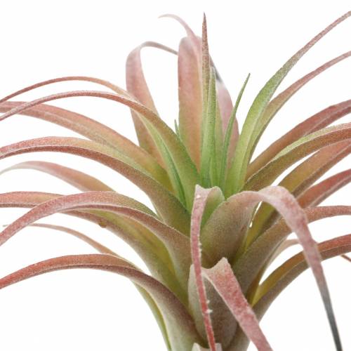 Floristik24 Tillandsia green-red flocked 15cm 4pcs