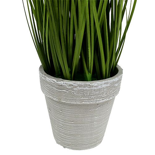 Floristik24 Table decoration deco grass in pot green 30cm