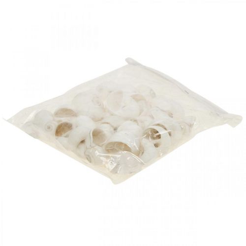 Floristik24 Table decoration maritime, empty snail shells white 3-4.5cm 500g