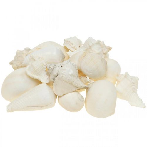 Floristik24 Table decoration maritime, empty snail shells white 4–5cm mix 500g