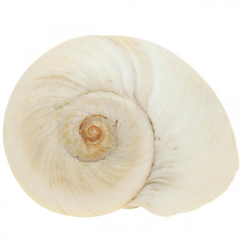 Product Table decoration maritime, empty snail shells white 4–5cm mix 500g