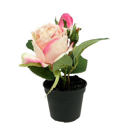 Floristik24 Table decoration Rose in the pot cream 14cm