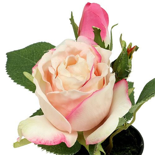 Floristik24 Table decoration Rose in the pot cream 14cm