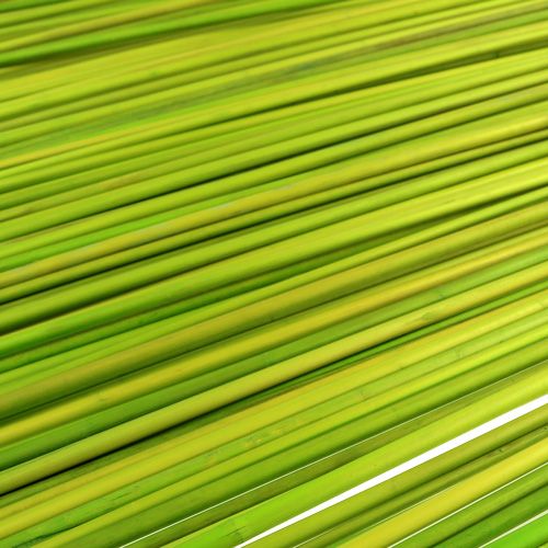 Product Decorative Sticks Tonkin 70cm Light Green 150 Pcs