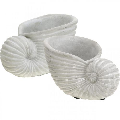 Floristik24 Shells for planting, maritime decoration, plant pot Nautilus concrete L15cm H9.5cm 2pcs