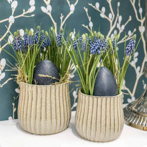 Product Grape hyacinths 28cm - 30cm blue 15p