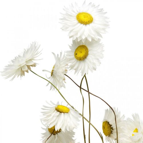 Product Dried flowers Acroclinium White flowers dry floristry 60g