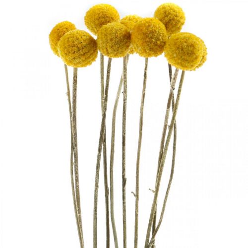 Floristik24 Craspedia dried flowers drumsticks yellow 70cm 10pcs