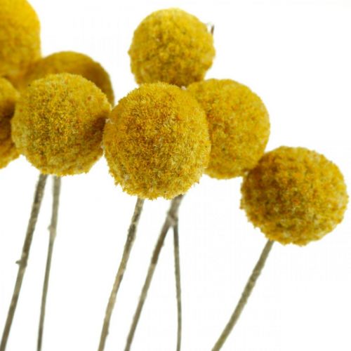 Product Craspedia dried flowers drumsticks yellow 70cm 10 pcs