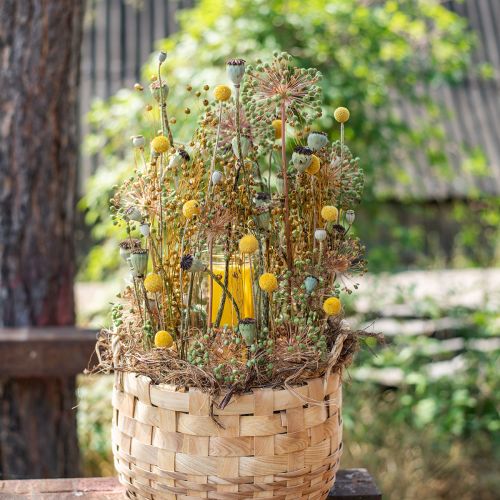 Product Craspedia dried flowers drumsticks yellow 70cm 10 pcs