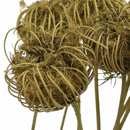 Product Dried flowers deco fennel green 50cm bunch of 10pcs