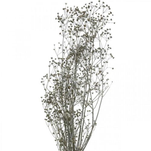 Dried flower Massasa white deco branches 50-55cm bunch of 6pcs