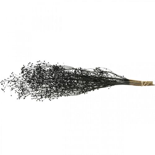 Product Dried flower Massasa Black natural decoration 50-55cm bunch of 10 pieces