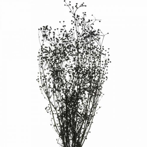 Floristik24 Dried flower Massasa black natural decoration 50-55cm bunch of 10pcs