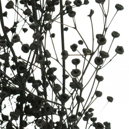 Product Dried flower Massasa Black natural decoration 50-55cm bunch of 10 pieces