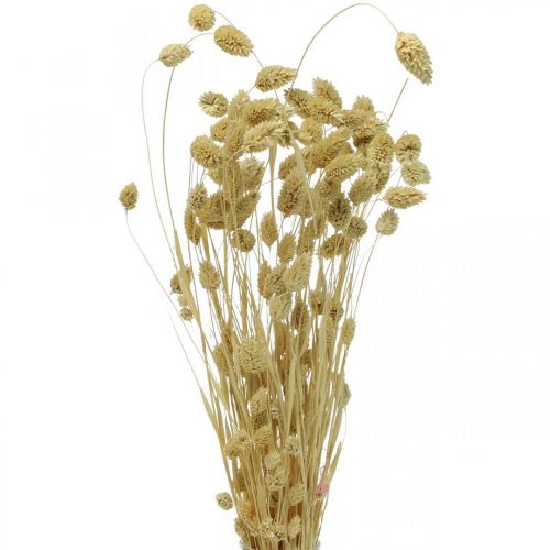 Product Dried flower Phalaris, decorative grass bunch, dry floristics, boho nature, bleached L55cm 100g