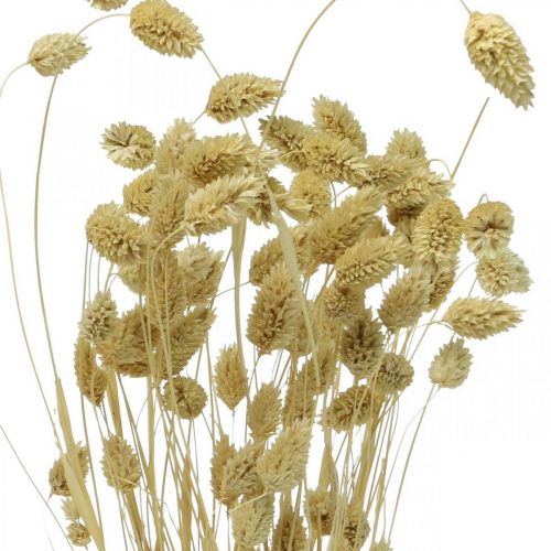 Product Dried flower Phalaris, decorative grass bunch, dry floristics, boho nature, bleached L55cm 100g