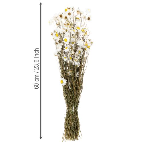 Product Dried Acroclinium flowers, white blossoms, dried floral arrangement, 60cm, 80g