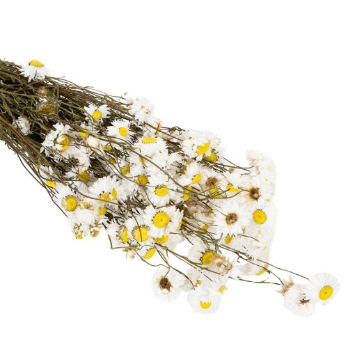 Product Dried Acroclinium flowers, white blossoms, dried floral arrangement, 60cm, 80g
